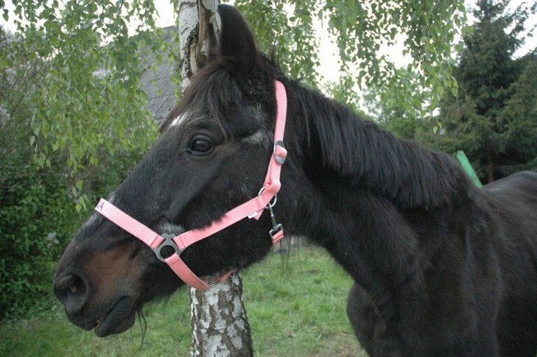 Koń Hawajka