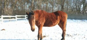 Read more about the article Łopian