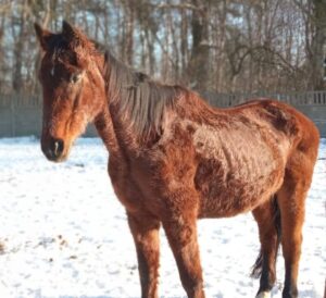 Read more about the article Taj