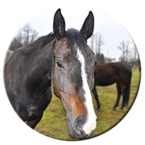 Read more about the article Dharma