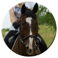 Read more about the article Toast