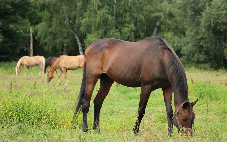 You are currently viewing 100 lat dla Nandy’ego!