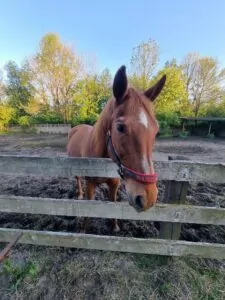 Read more about the article Baron