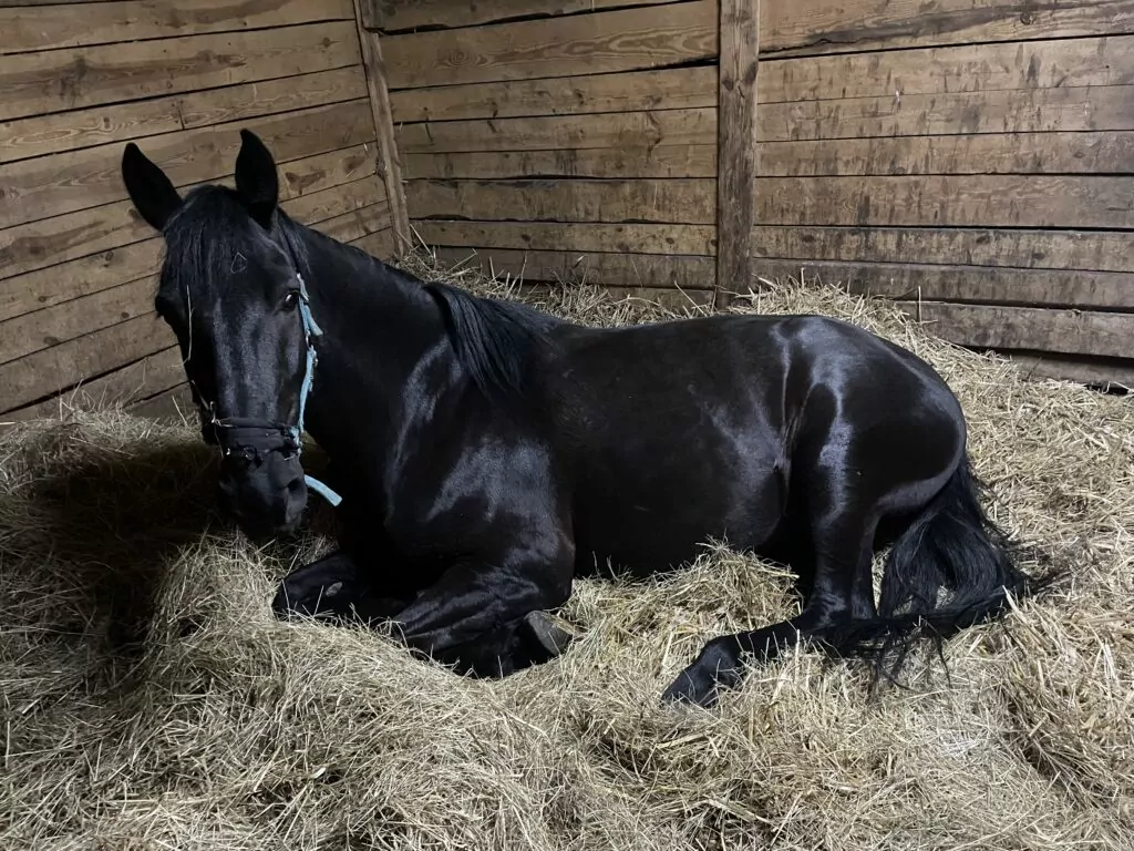 Koń Benito na obozie konnym na Mazurach