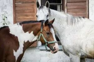 Read more about the article Andor