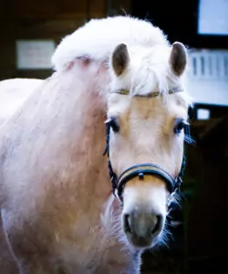 Read more about the article Aron