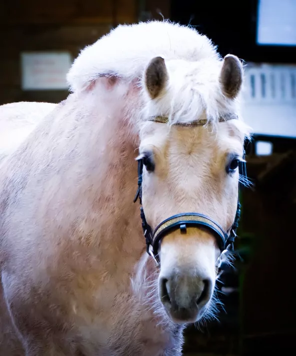 You are currently viewing Aron