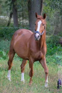 Read more about the article Berg