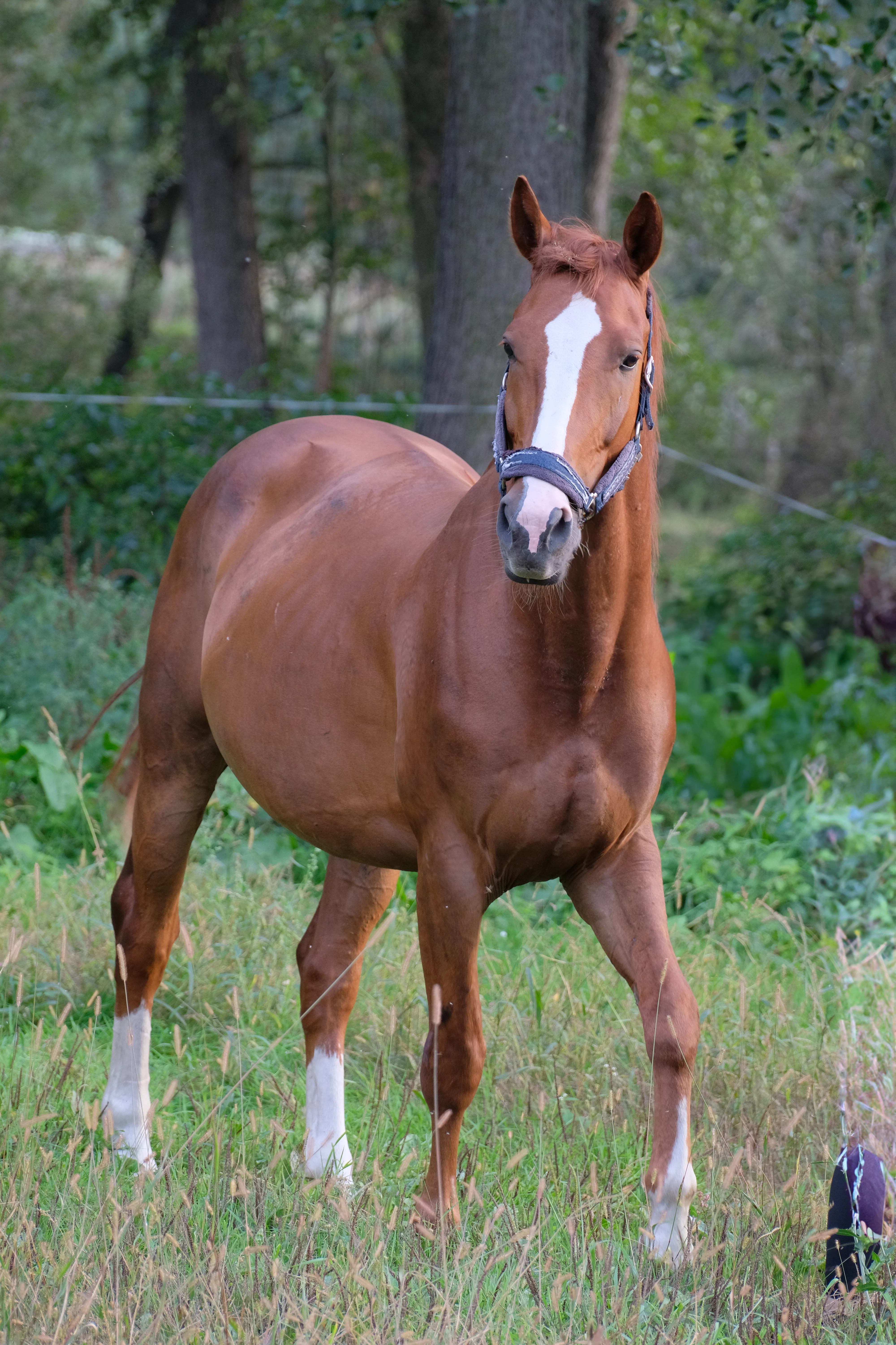 You are currently viewing Berg