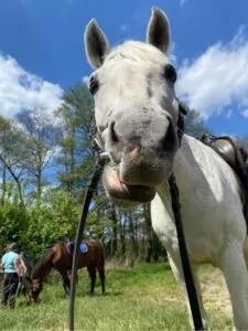 Read more about the article Bunio