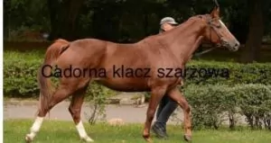 Read more about the article Cadorna