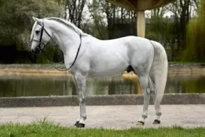 Read more about the article Cmoker