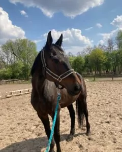 Read more about the article Ermina