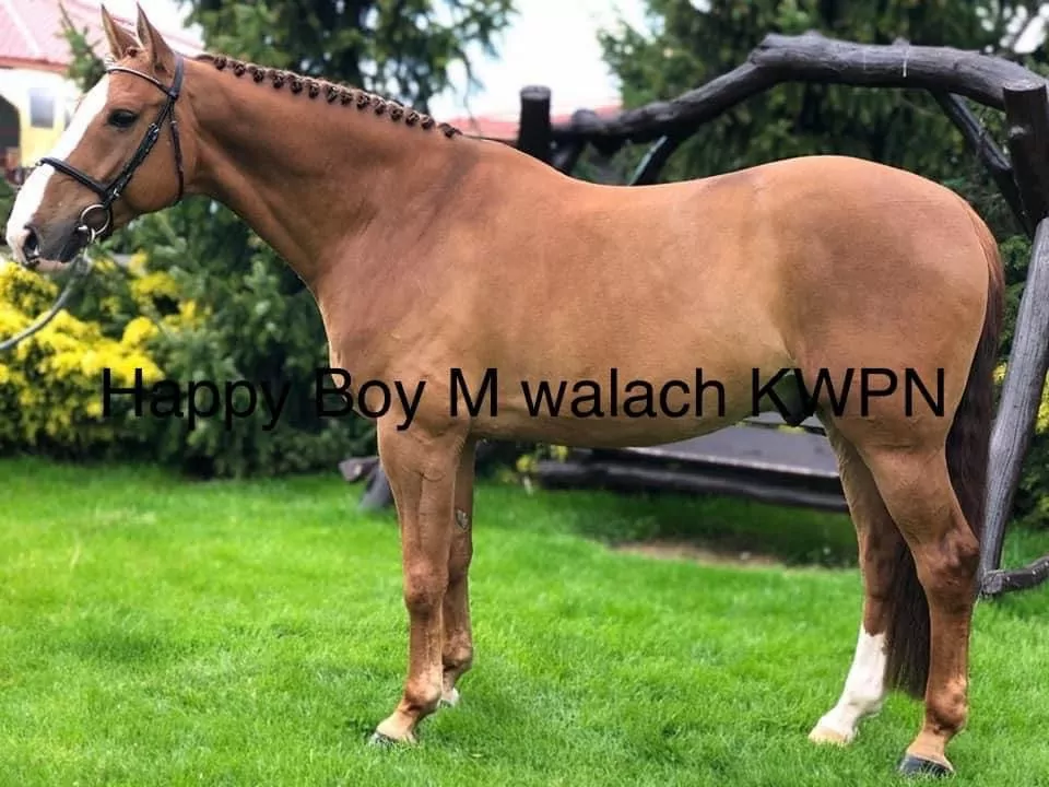 You are currently viewing Happy-Boy