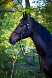 Read more about the article Korsarz