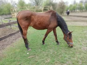 Read more about the article Łopian