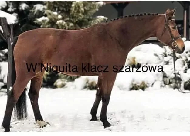 Koń Niquita