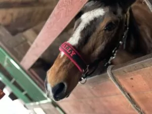 Read more about the article Wally