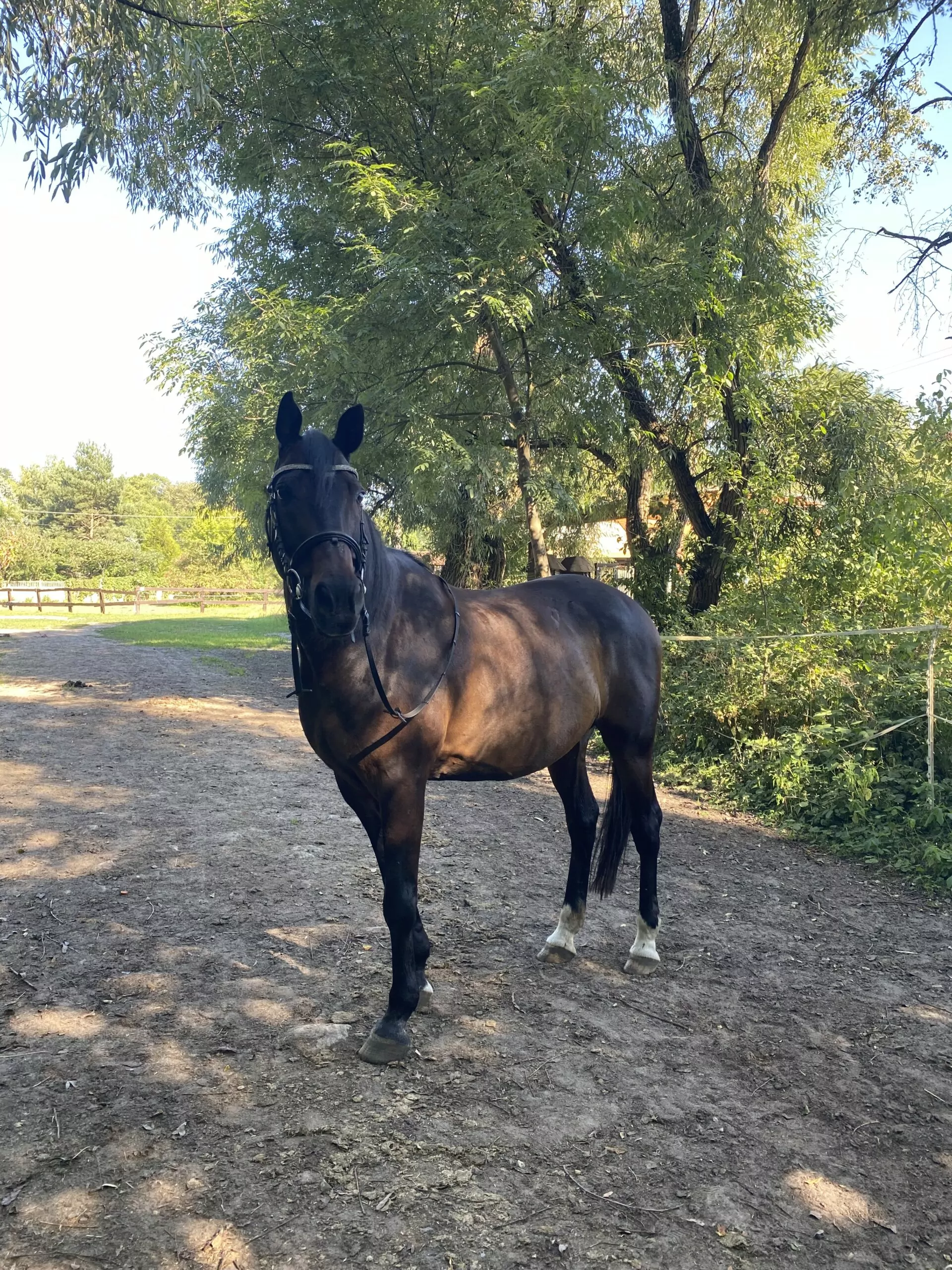 You are currently viewing Wigor