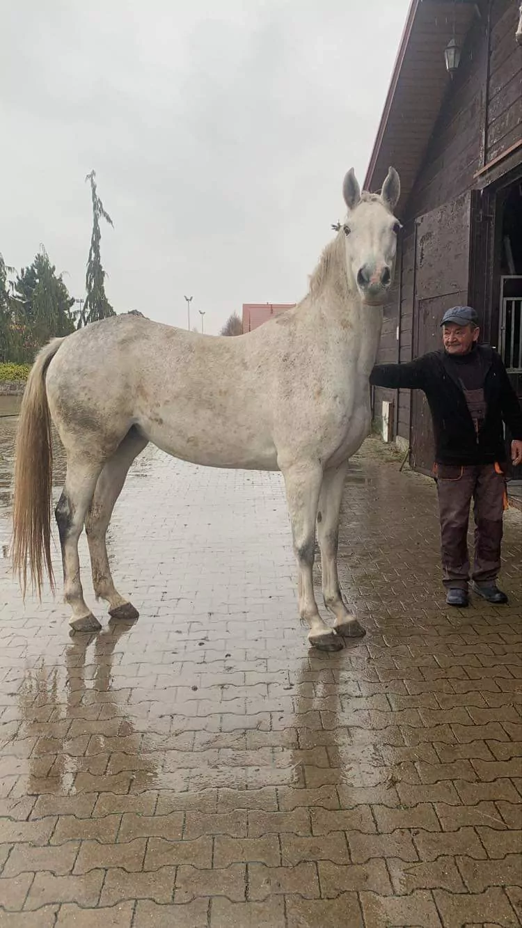 Koń Luna